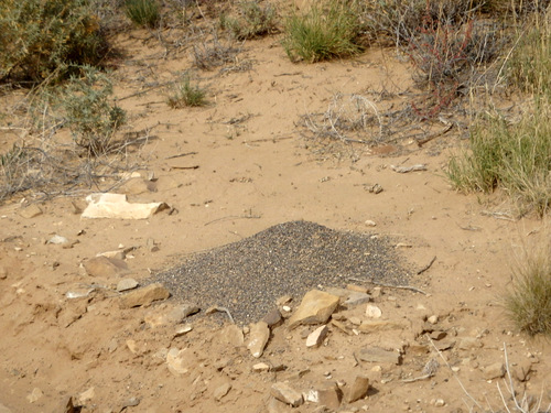 GDMBR: An ant hill lets us know that what was underneath us was volcanic rock.